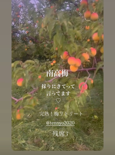 南高梅♡採りに来てって言ってます