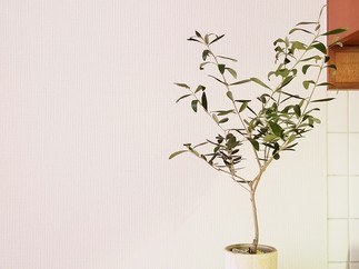 オリーブの木がやってきた！！！